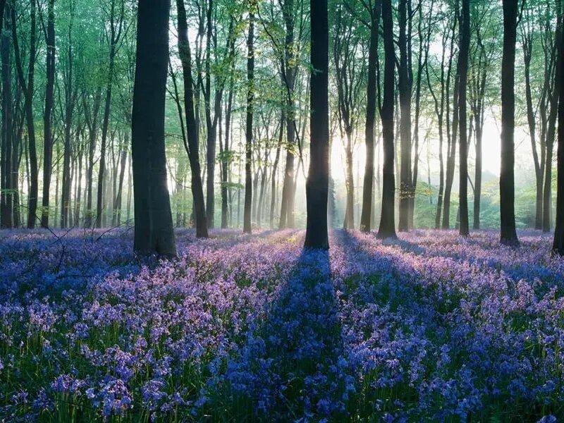 潔福（潔弗樂(lè )）塑膠地板：以生態(tài)設計為核，鑄就環(huán)保與品質(zhì)共生典范